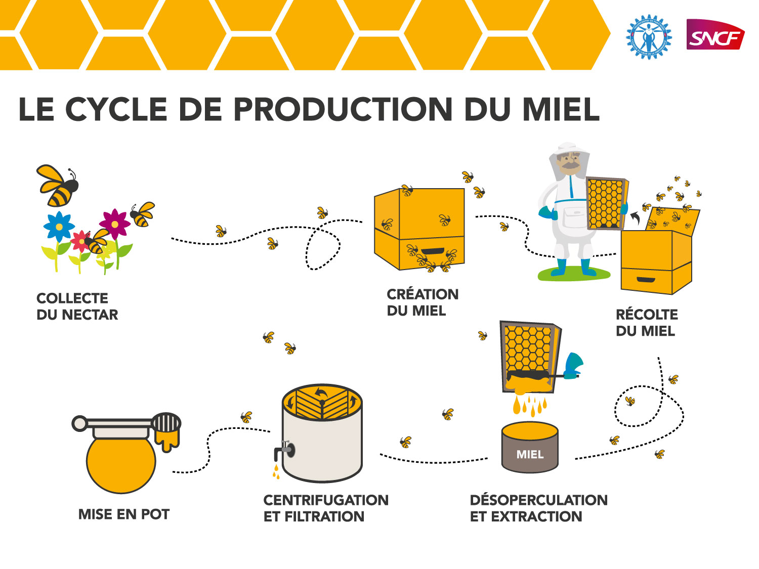 visuel-ruche-cycle-de-vie-abeille-2