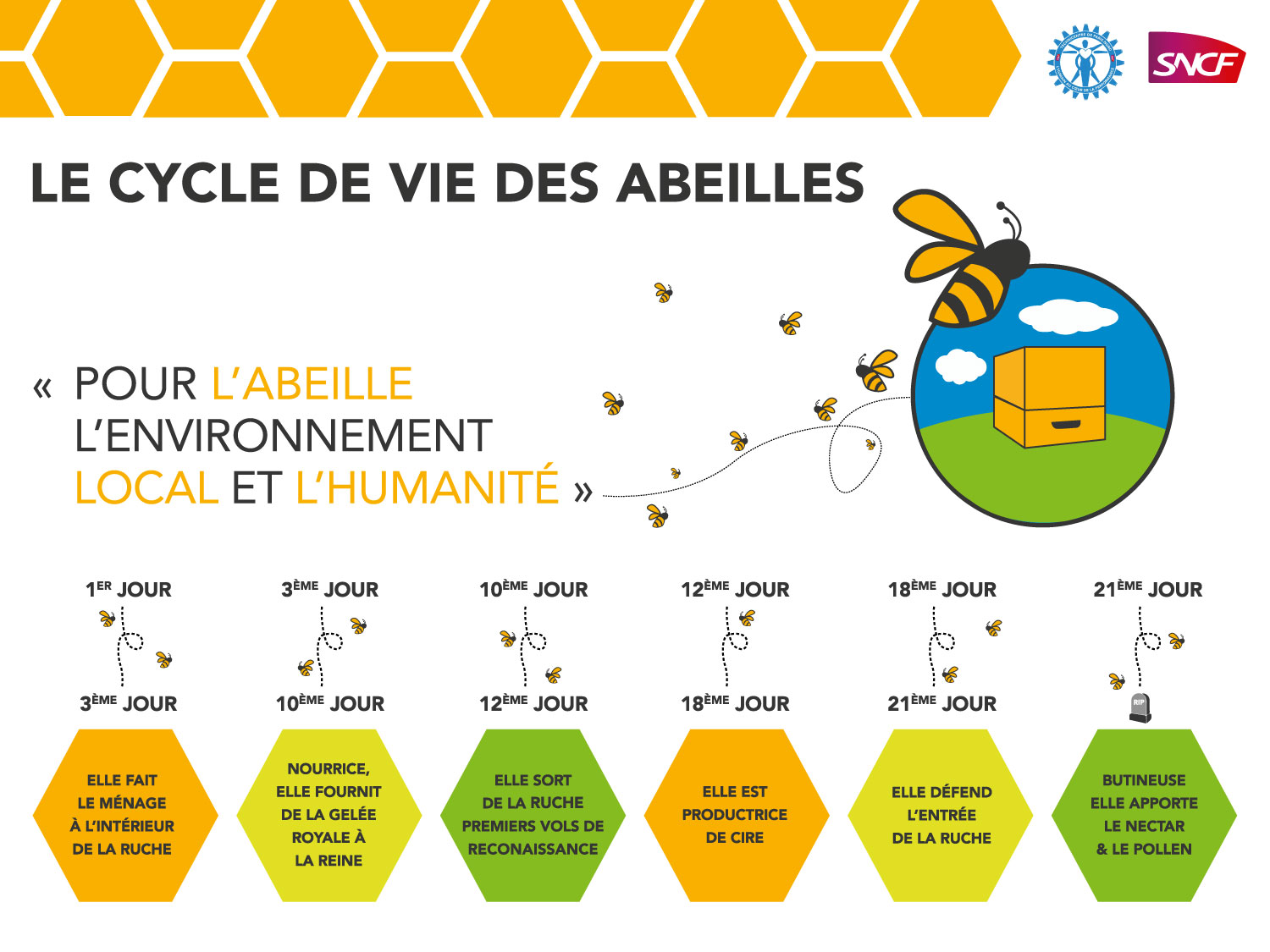 visuel-ruche-cycle-de-vie-abeille